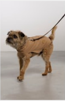 Jean.7002721 Dog jacket Golden reed